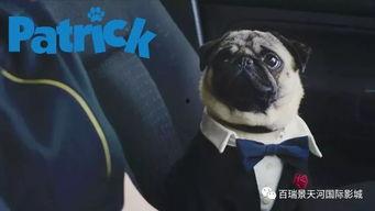 八哥手机电影在线观看,随时随地，畅享视听盛宴  第1张